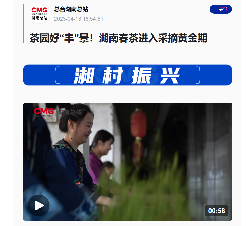 茶園好“豐”景！湖南春茶進(jìn)入采摘黃金期